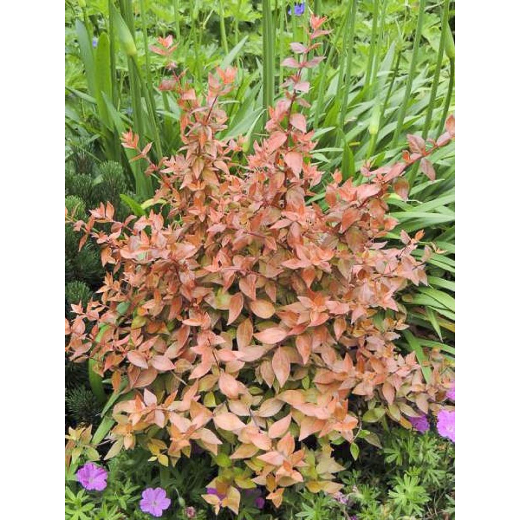 Abelia grandiflora Caramel Charm - Abélia à grandes fleurs