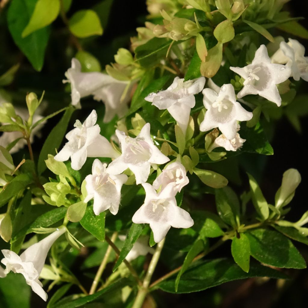 Abelia grandiflora Caramel Charm - Abélia à grandes fleurs