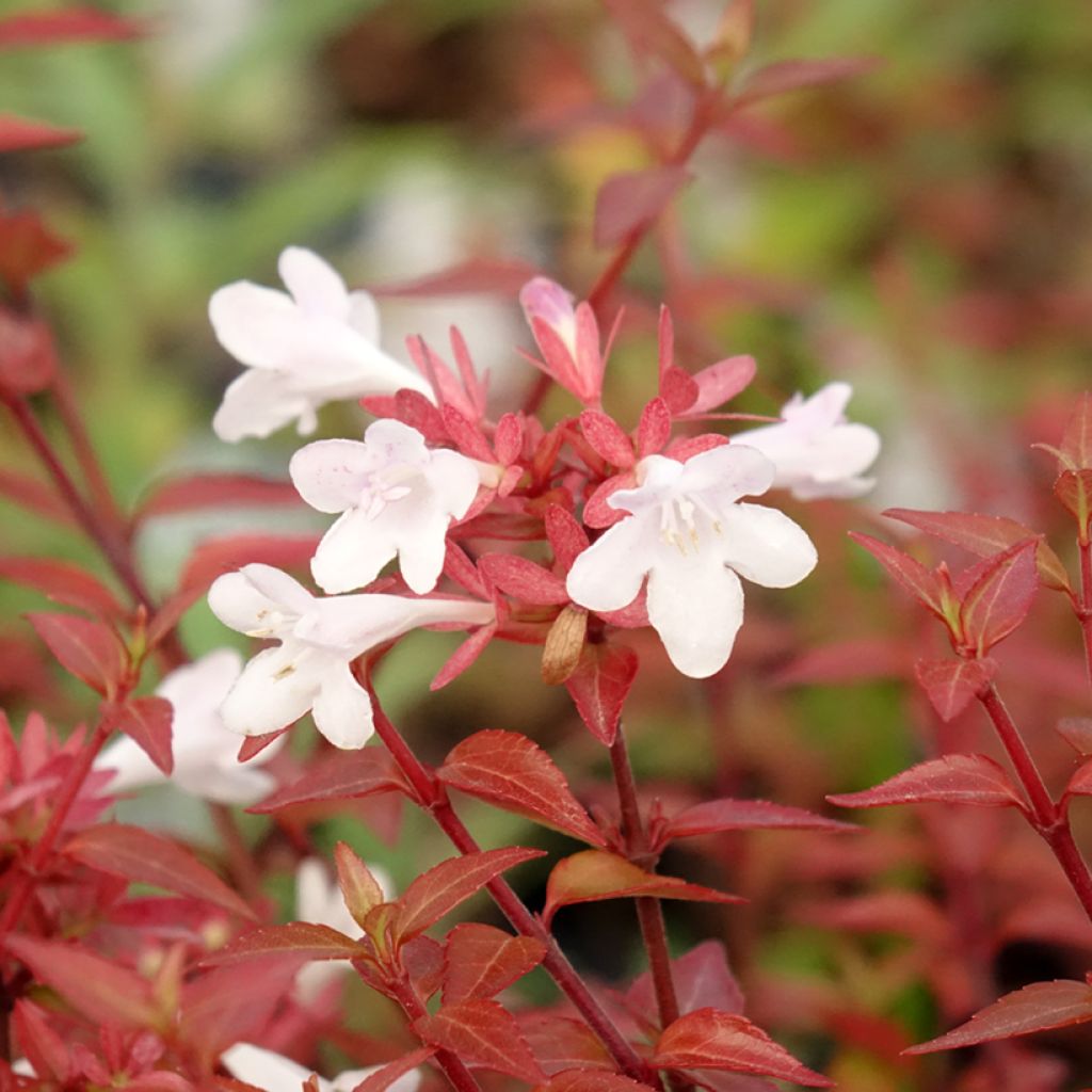 Abelia grandiflora Pisto