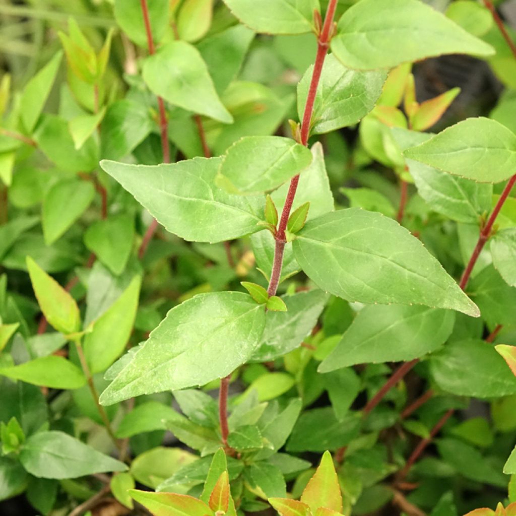 Abelia grandiflora Prostrata