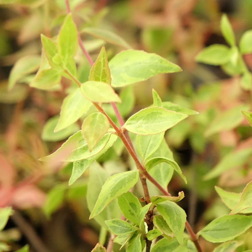 Abelia grandiflora Sunshine Daydream
