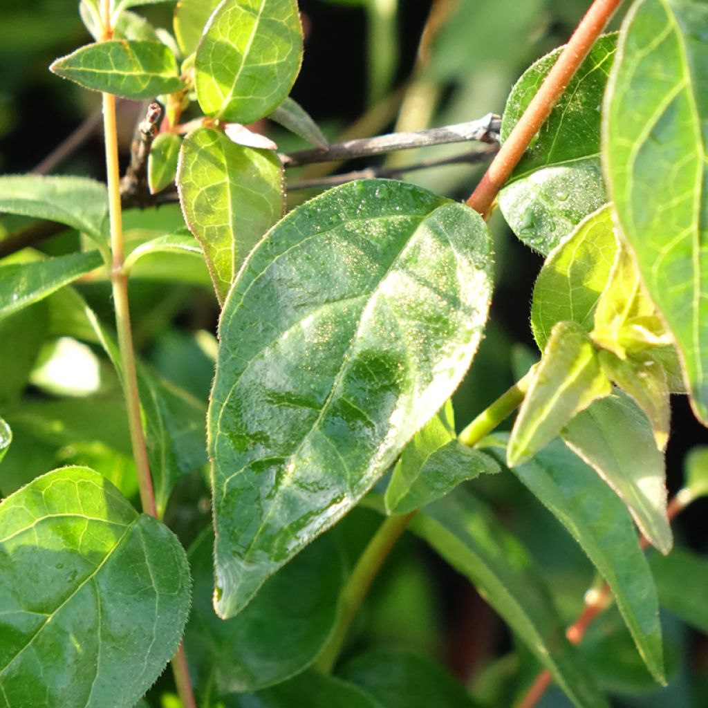 Abelia Pink Pong
