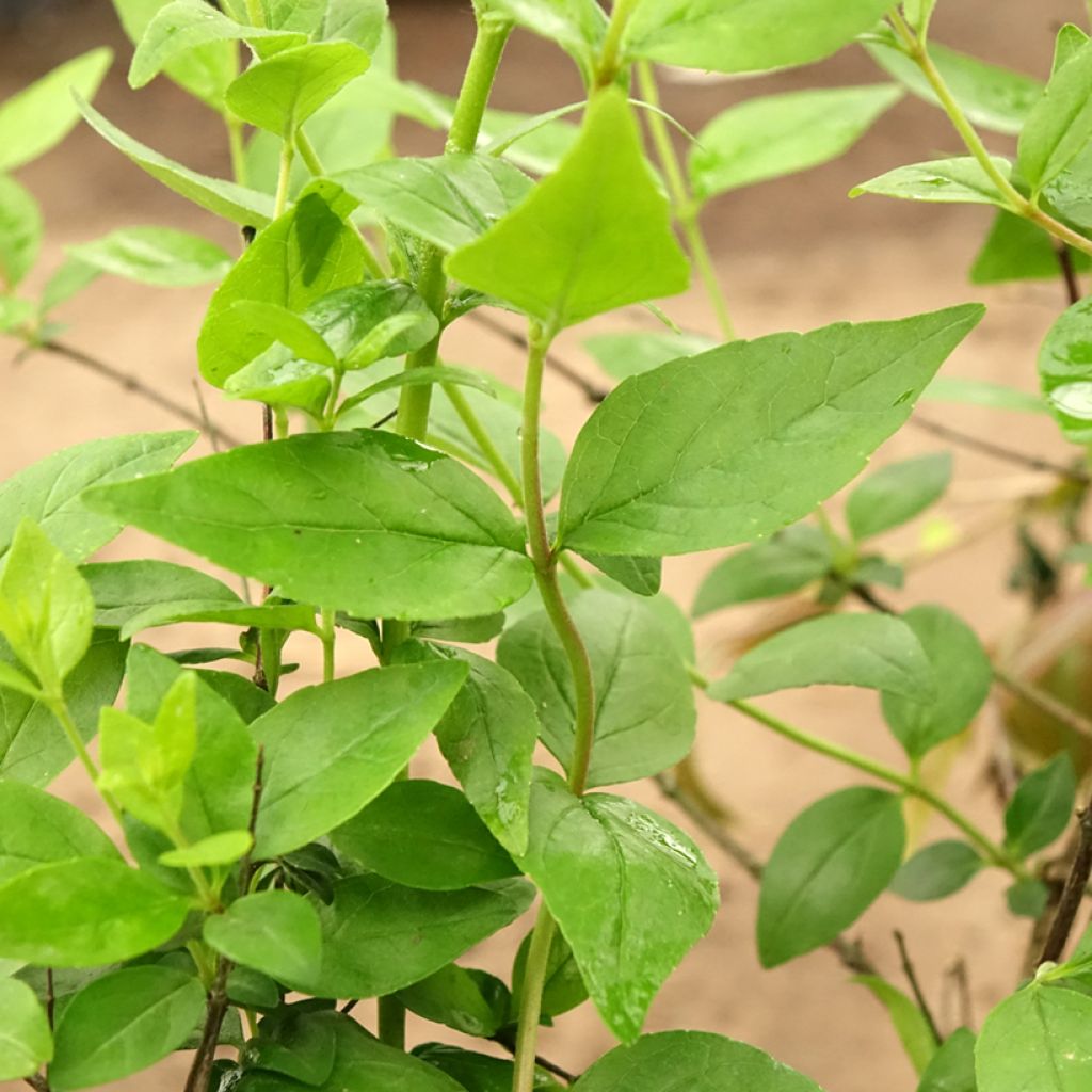 Abelia Raspberry Profusion