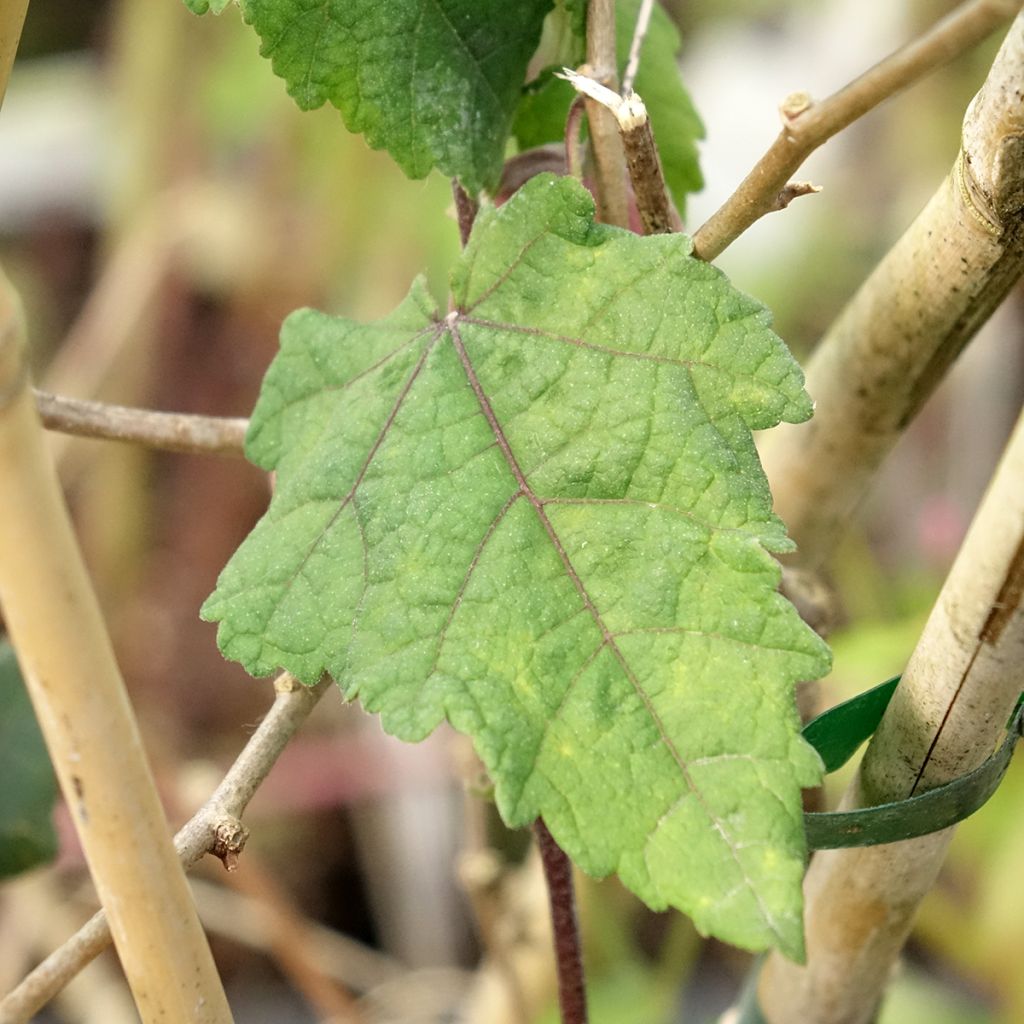Abutilon megapotamicum Ines