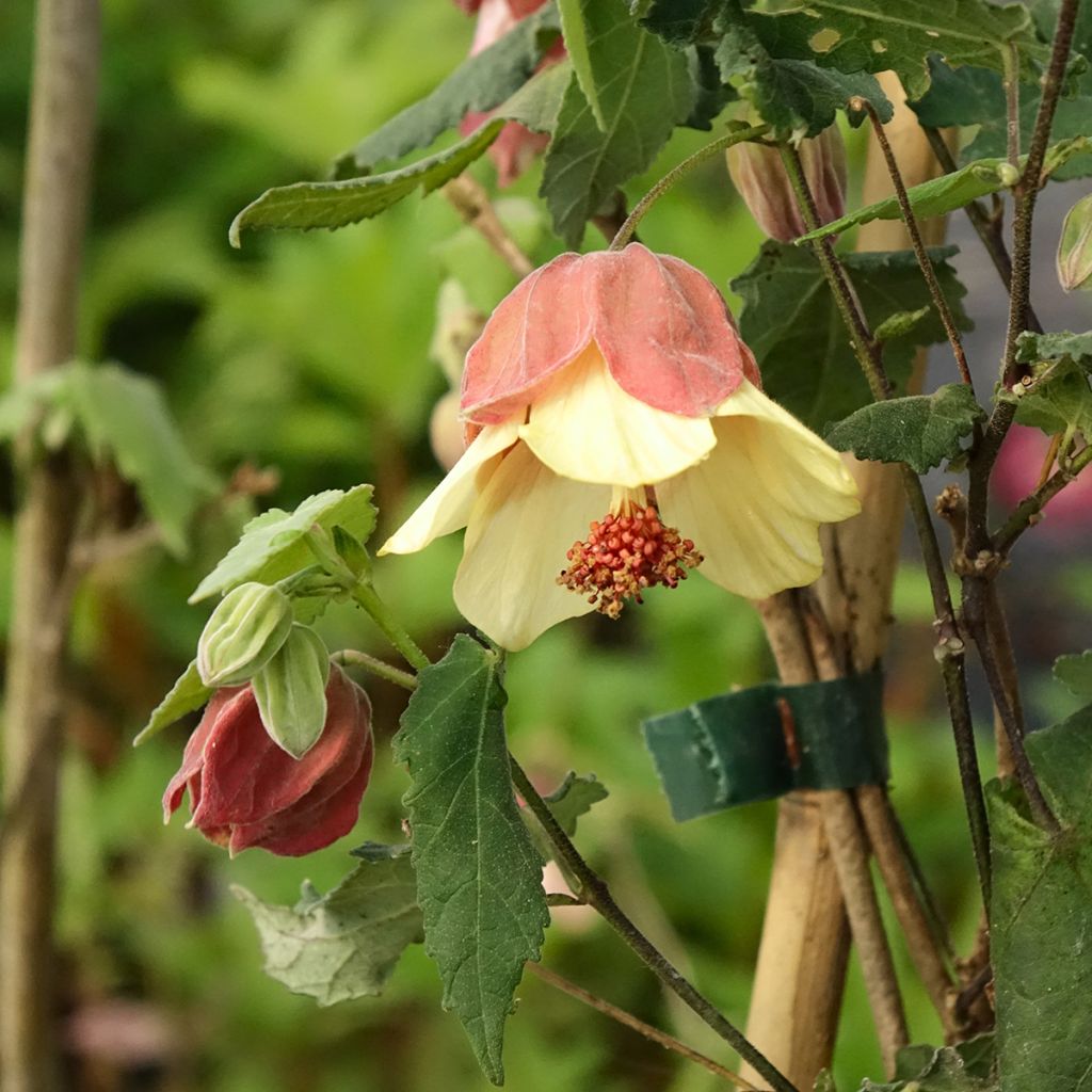 Abutilon megapotamicum Ines
