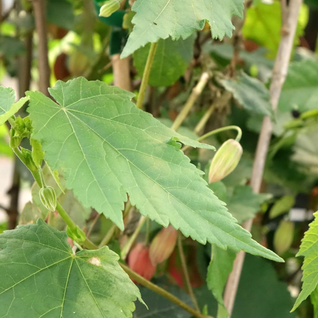Abutilon Pink Charm