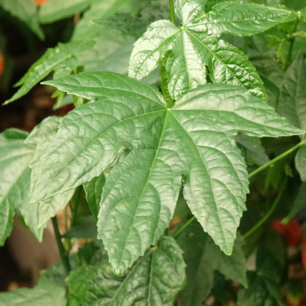 Abutilon striatum Redvein