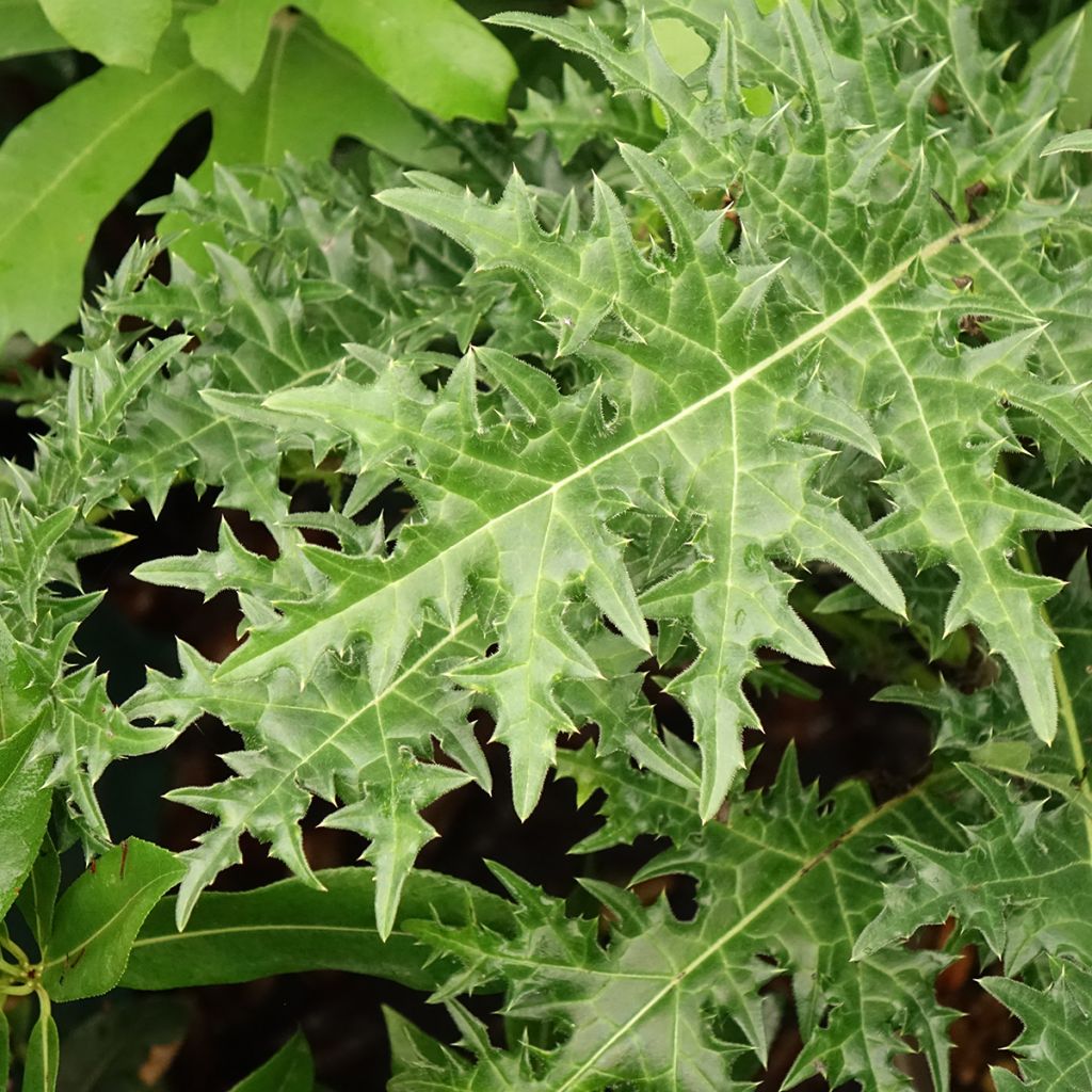 Acanthus hirsutus subsp. syriacus - Acanthe