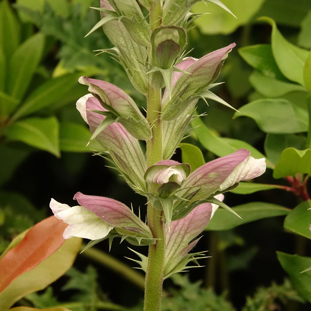 Acanthus hirsutus subsp. syriacus - Acanthe