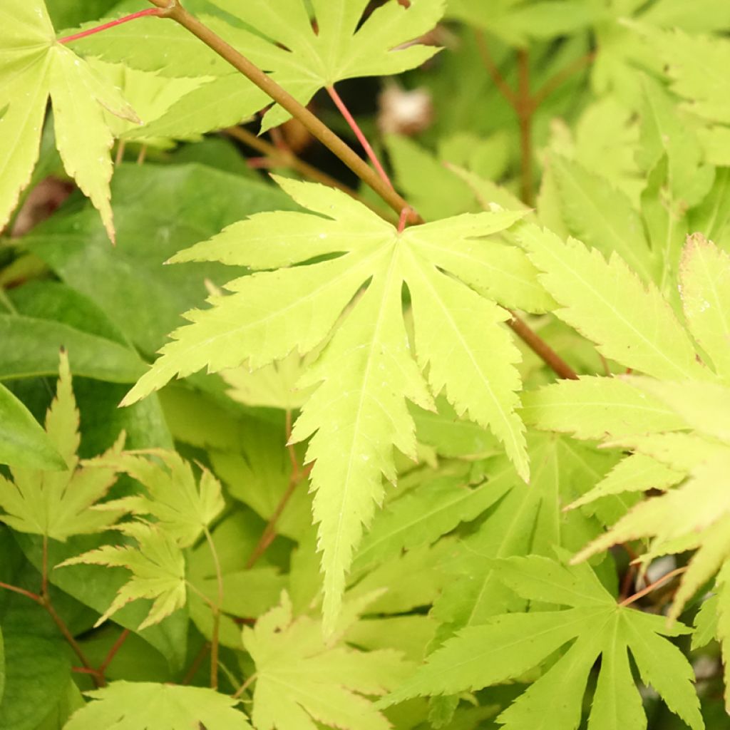 Acer palmatum Orange Dream