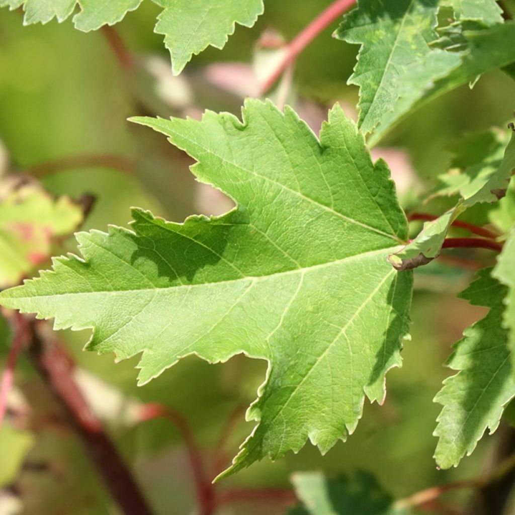 Acer rubrum Armstrong Gold - Erable rouge