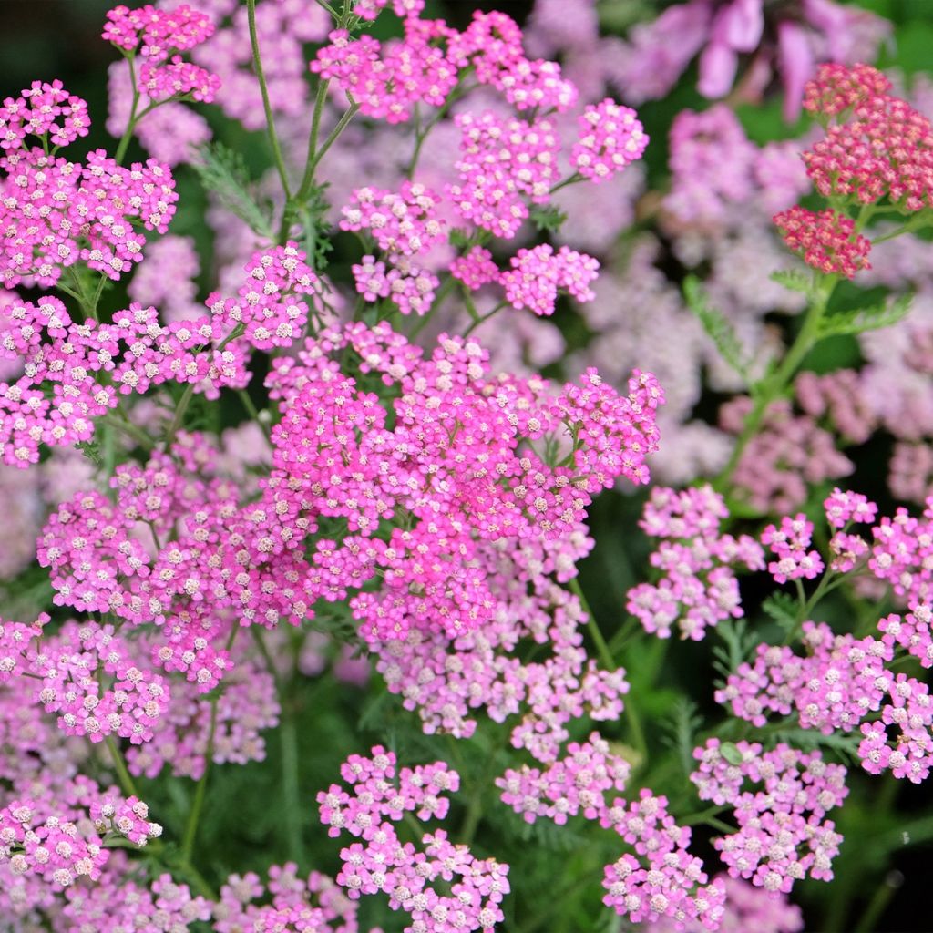 Achillée millefolium Cerise Queen