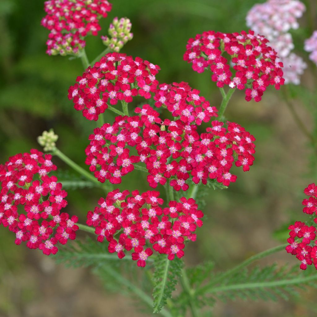 Achillée millefolium Cerise Queen