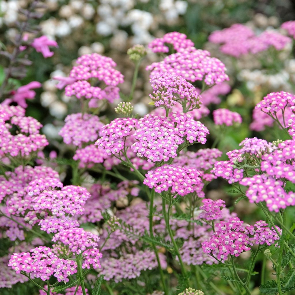 Achillée millefolium Cerise Queen