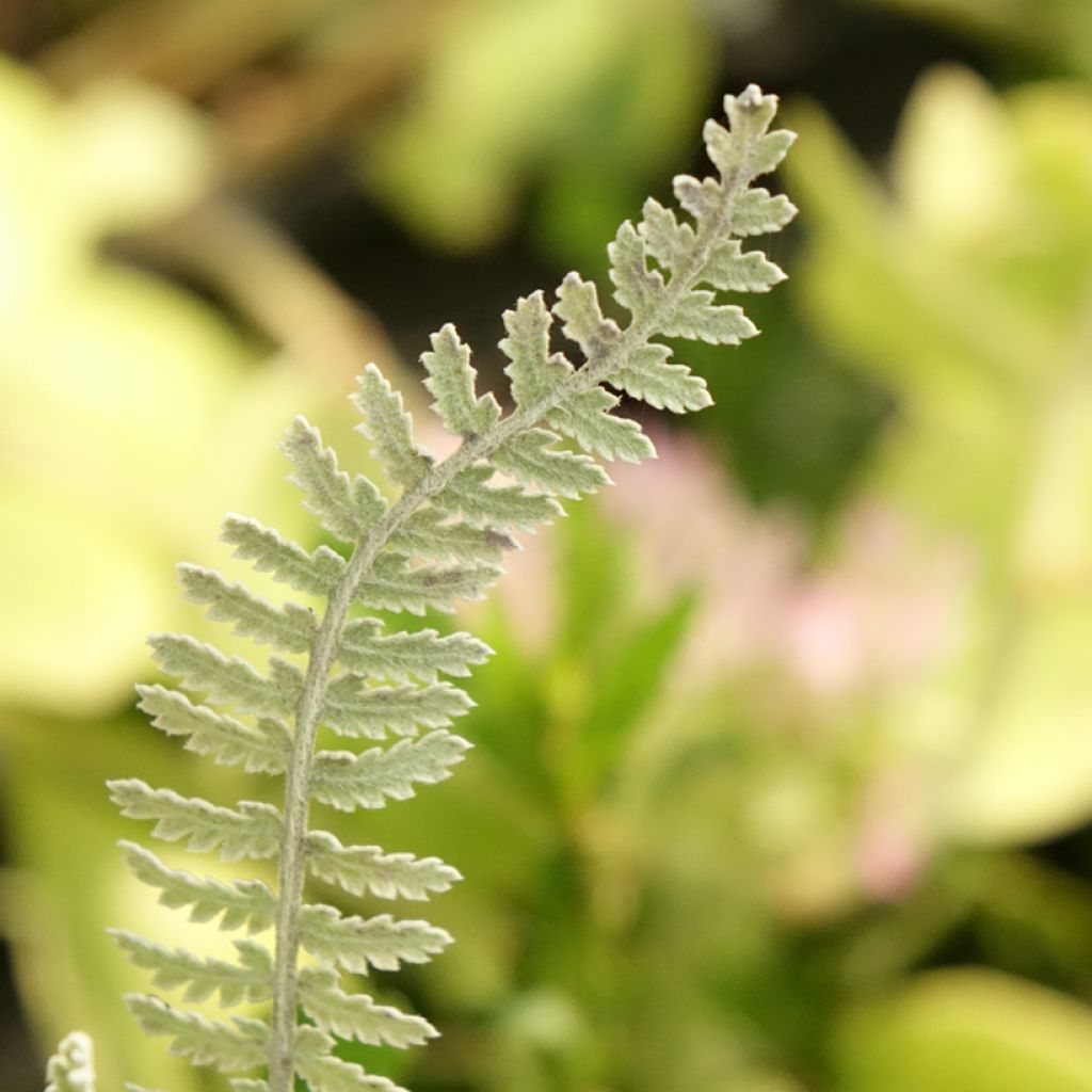 Achillea clypeolata - Achillée