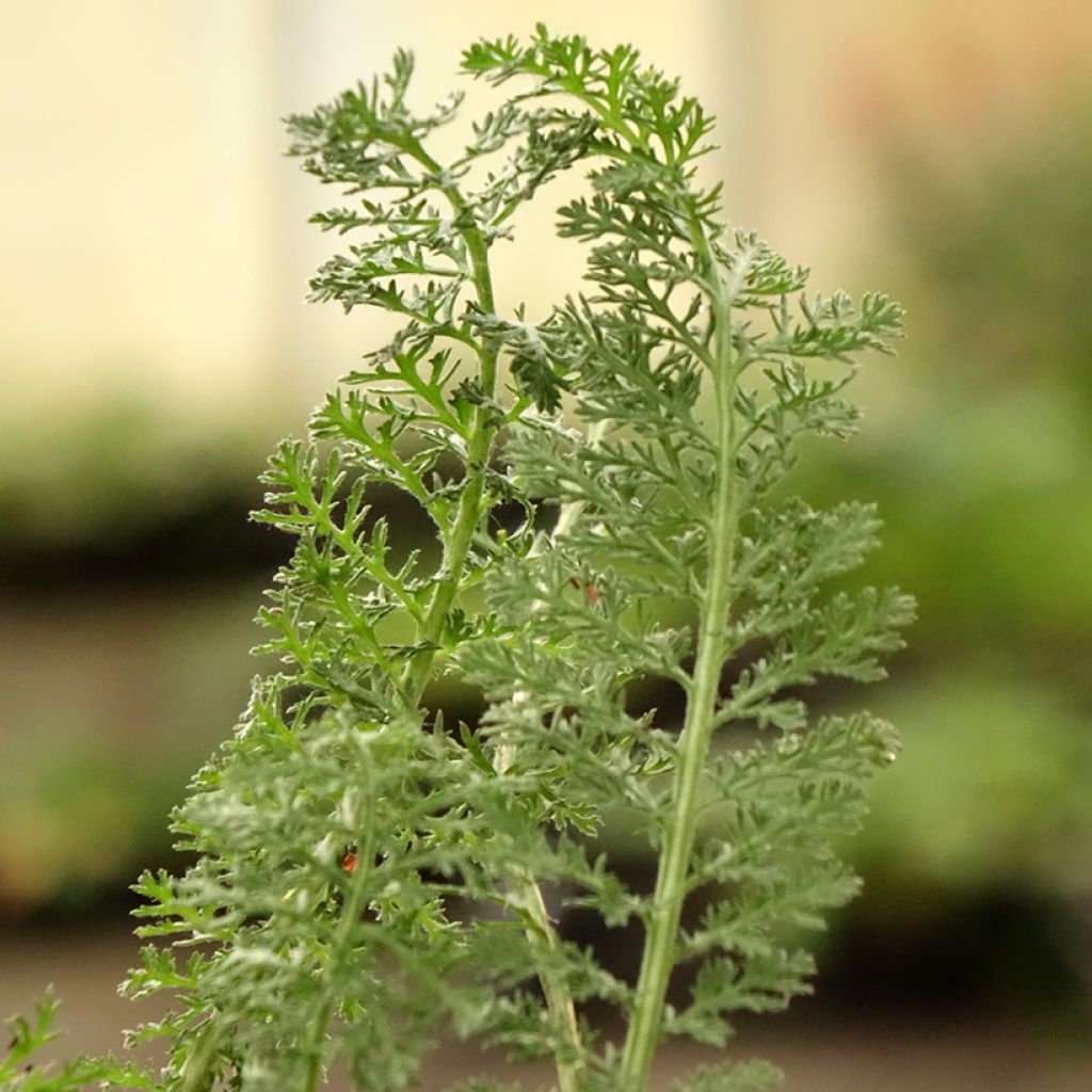 Achillea hybride Little Moonshine