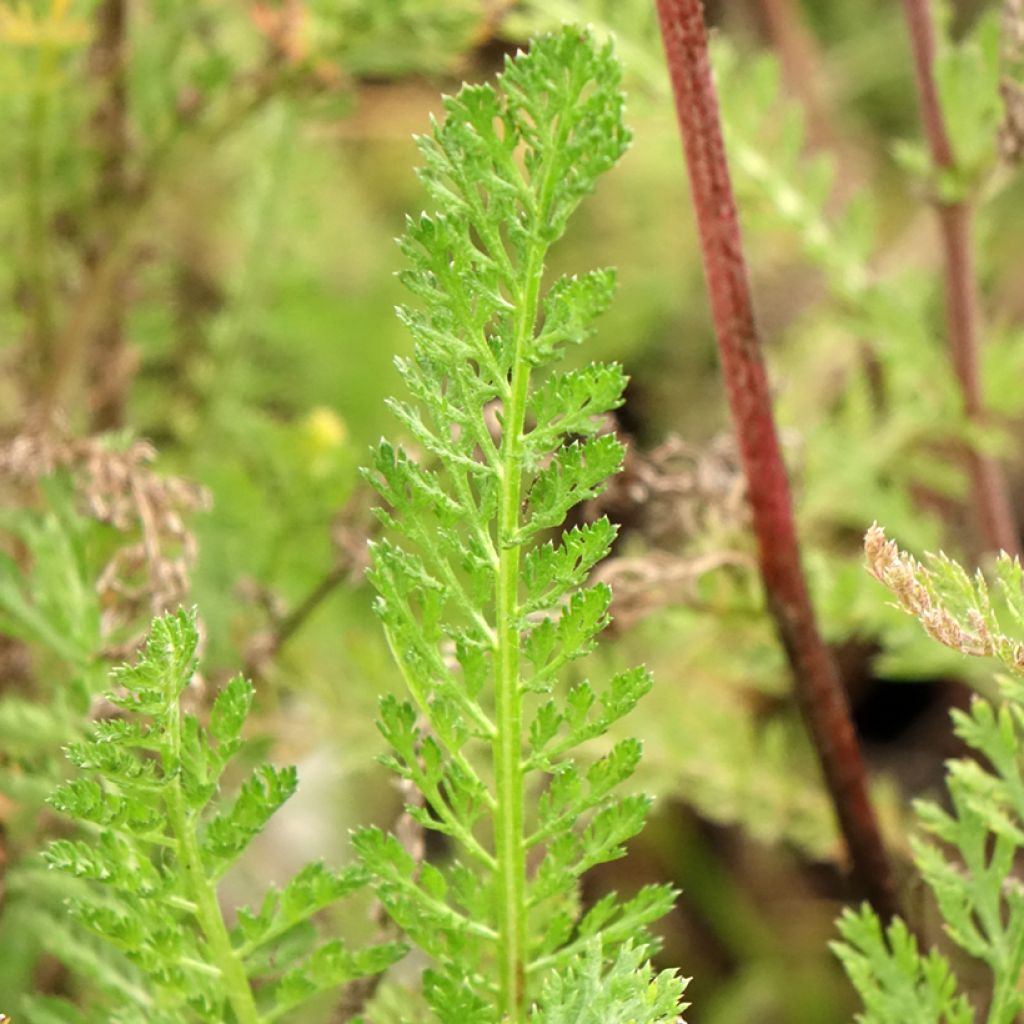 Achillée millefeuille Cassis - Achillea millefolium