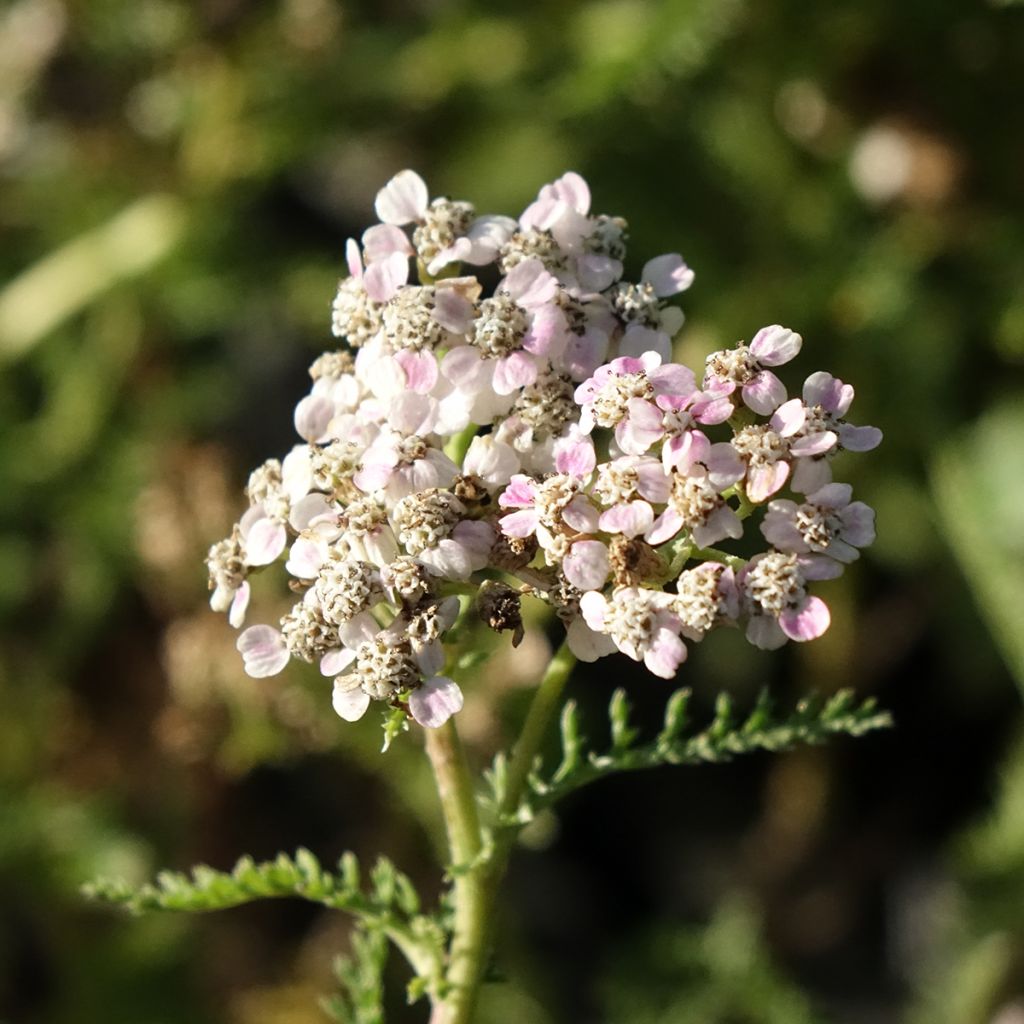 Achillée millefolium Wonderful Wampee