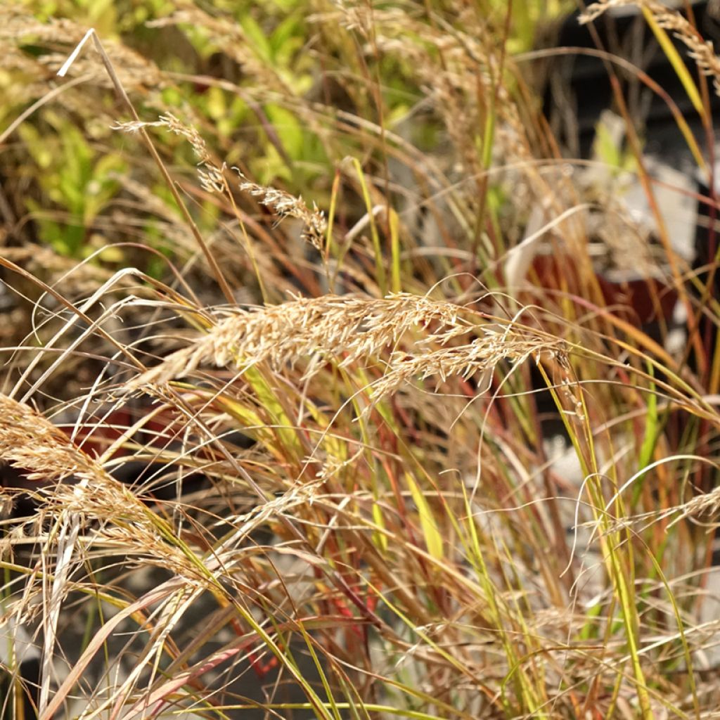 Achnatherum ou Stipa calamagrostis Allgäu - Calamagrostide argenté