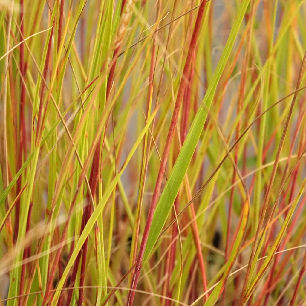Achnatherum ou Stipa calamagrostis Allgäu - Calamagrostide argenté