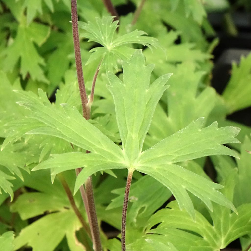Aconit - Aconitum Purple Sparrow
