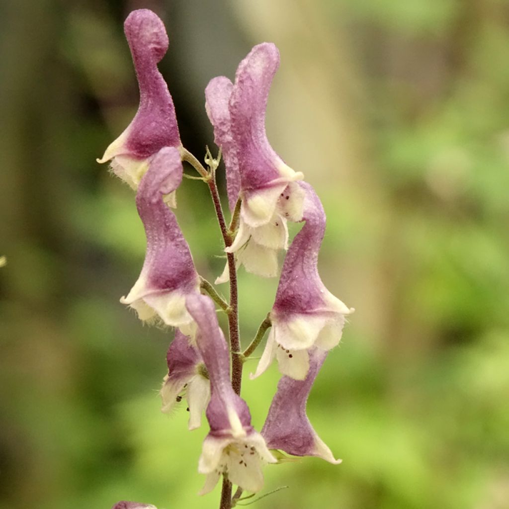 Aconit - Aconitum Purple Sparrow