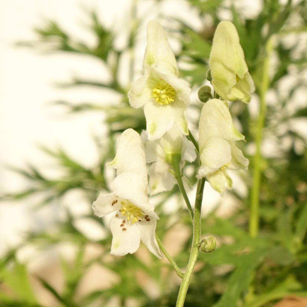Aconit blanc - Aconitum napellus Album - Casque de Jupiter blanc
