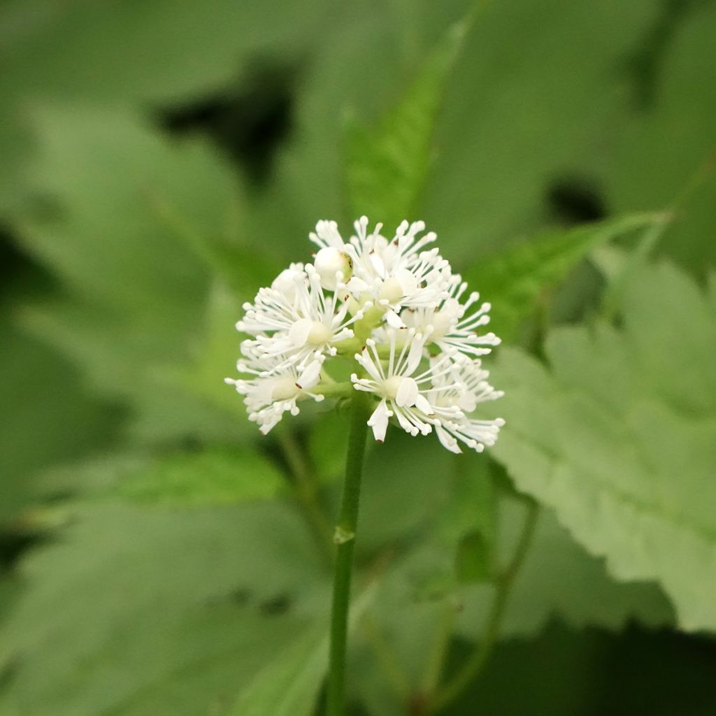 Actaea pachypoda Misty Blue - Actée à gros pédicelles
