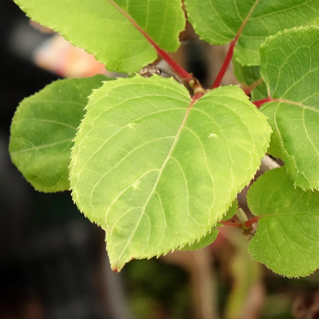Actinidia kolomikta Red Beauty - Kiwi d'ornement femelle