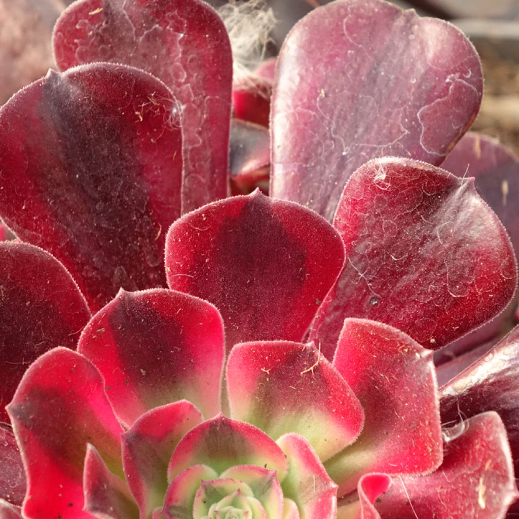Aeonium arboreum Medusa - Aeonium en arbre