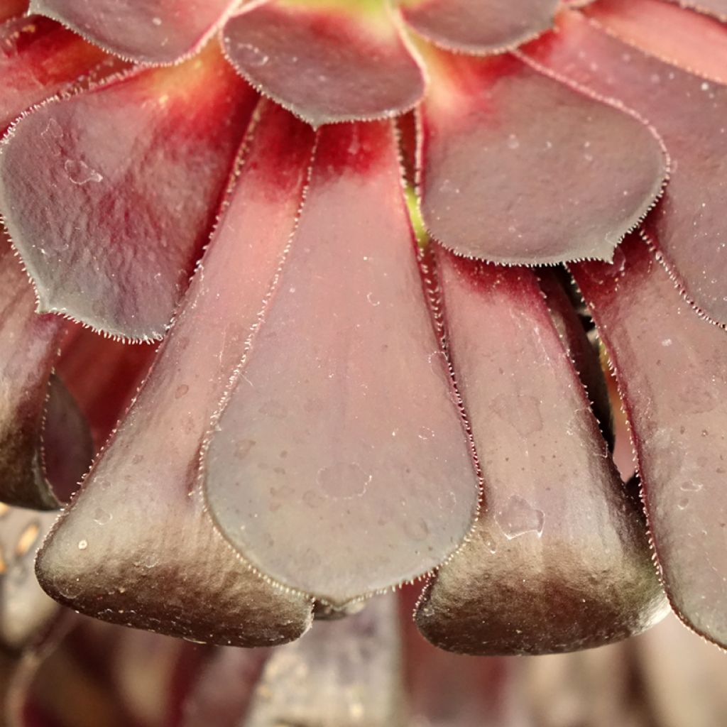 Aeonium arboreum Schwarzkopf - Aéonium en arbre
