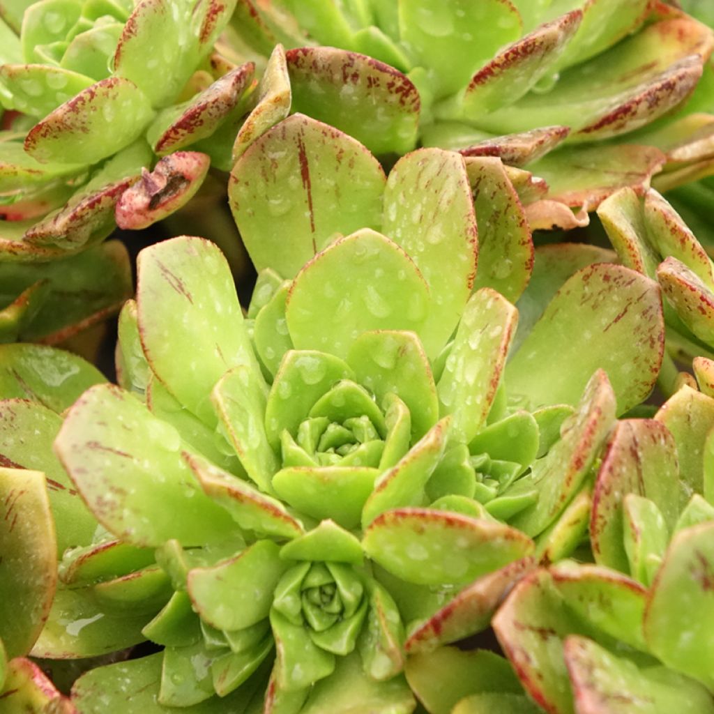 Aeonium Bronze Medal
