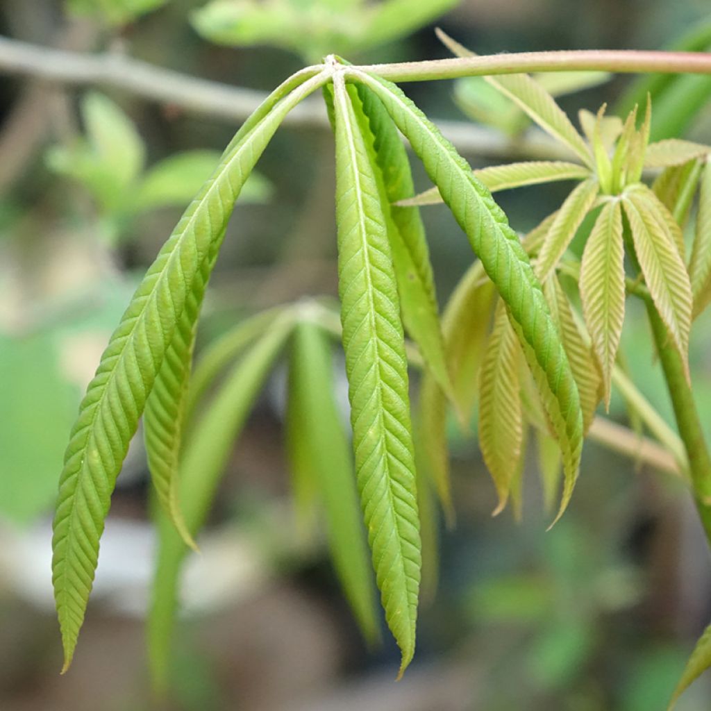 Aesculus x glaucescens - Marronnier aurore