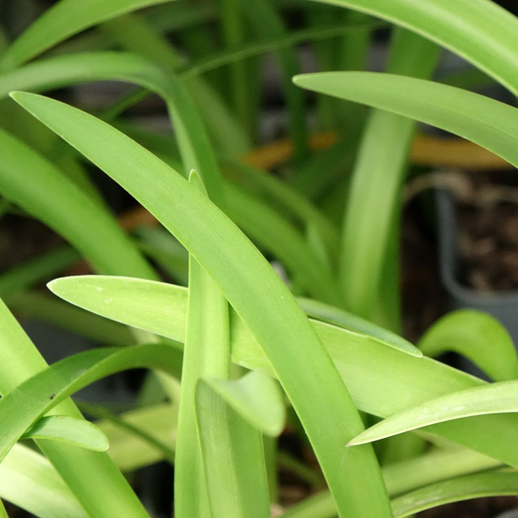 Agapanthe Black Pantha