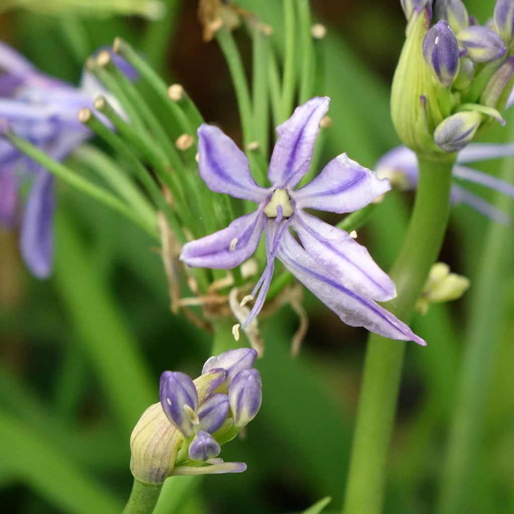 Agapanthe Charlotte