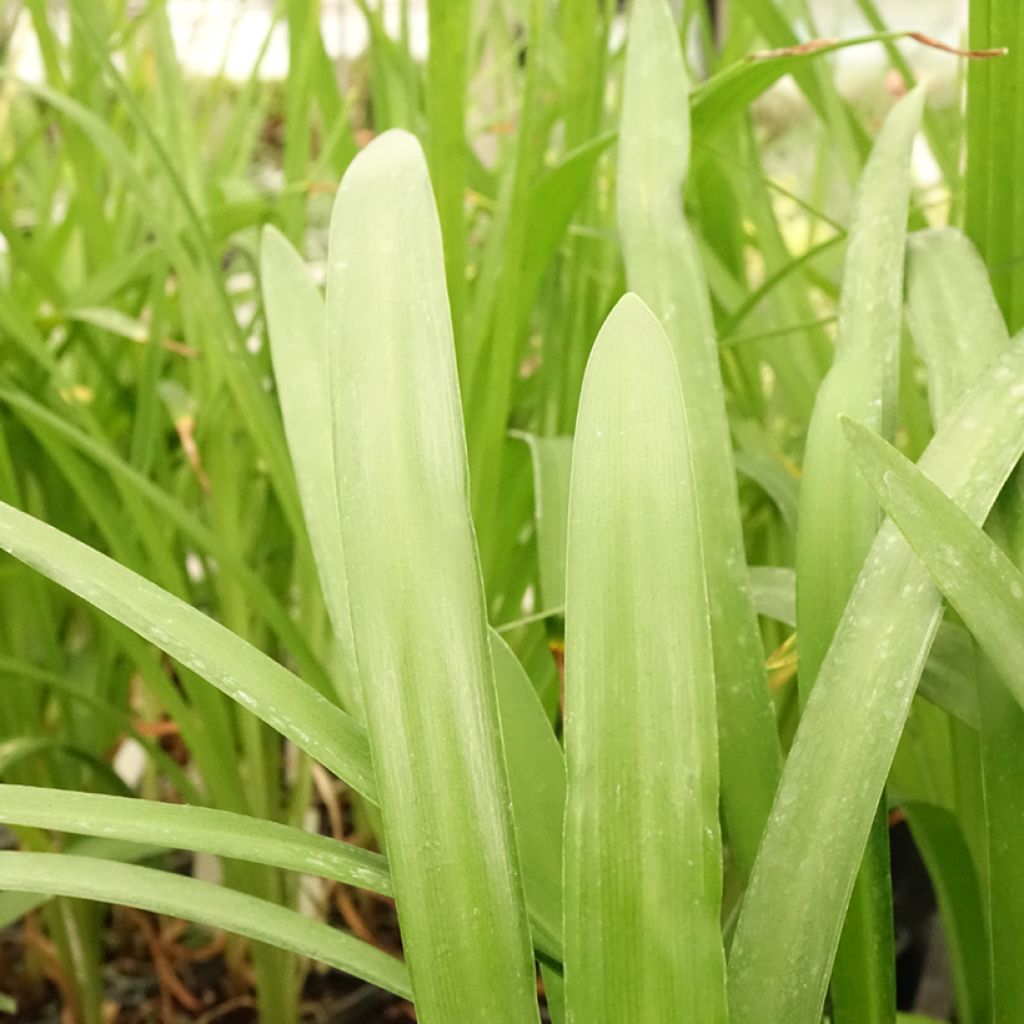 Agapanthe hybride Fireworks