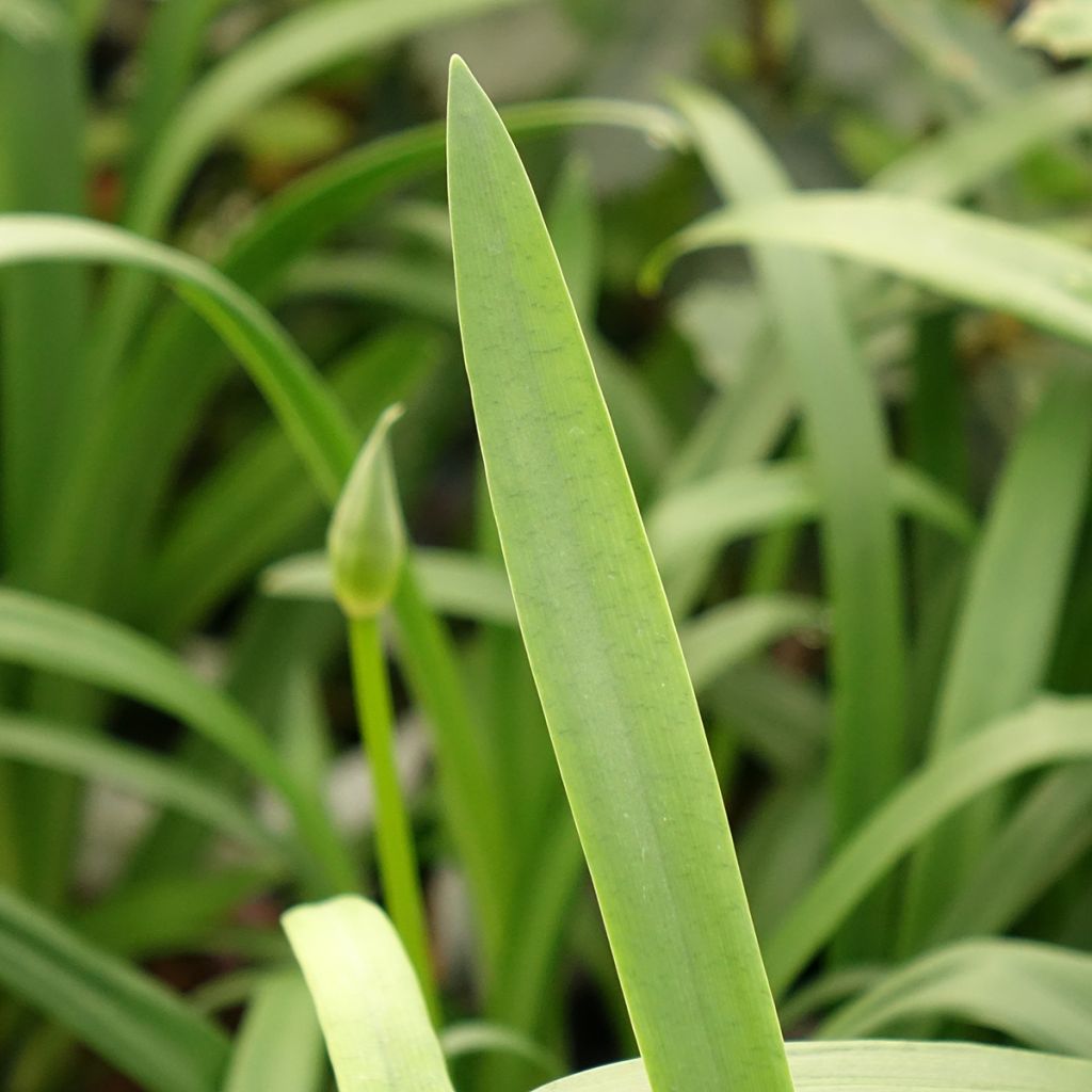 Agapanthe Pitchoune Violet