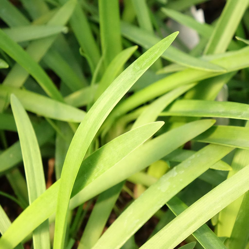 Agapanthe praecox Sofie