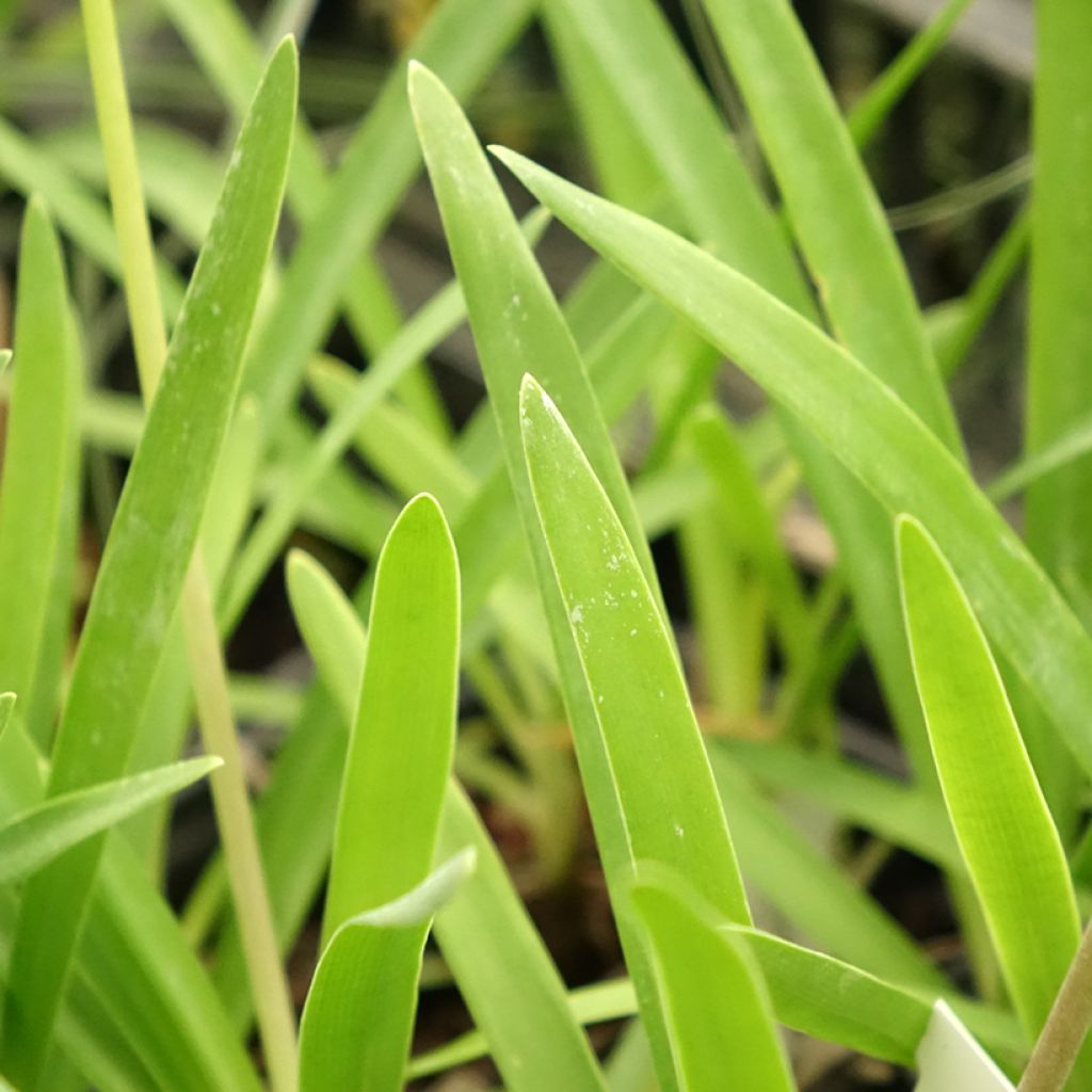 Agapanthe Rosewarne