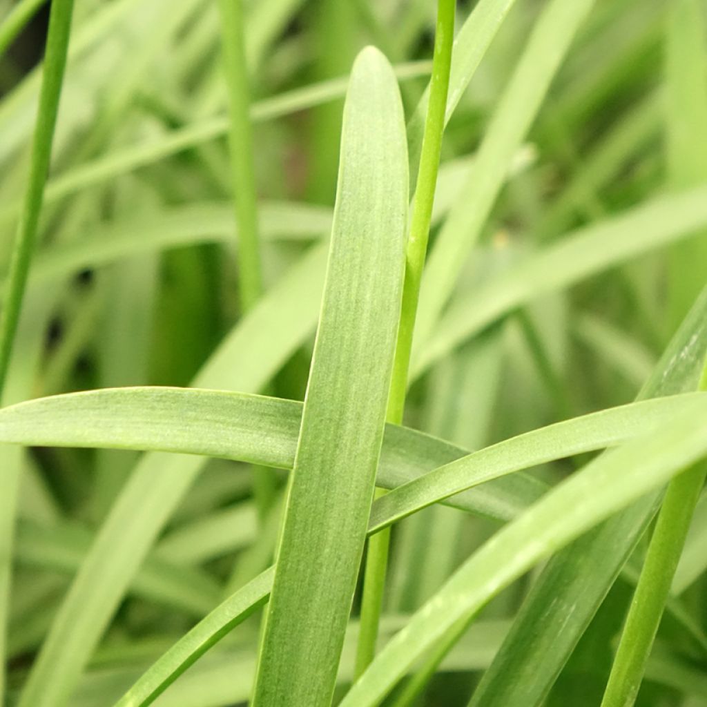 Agapanthe Silver Baby