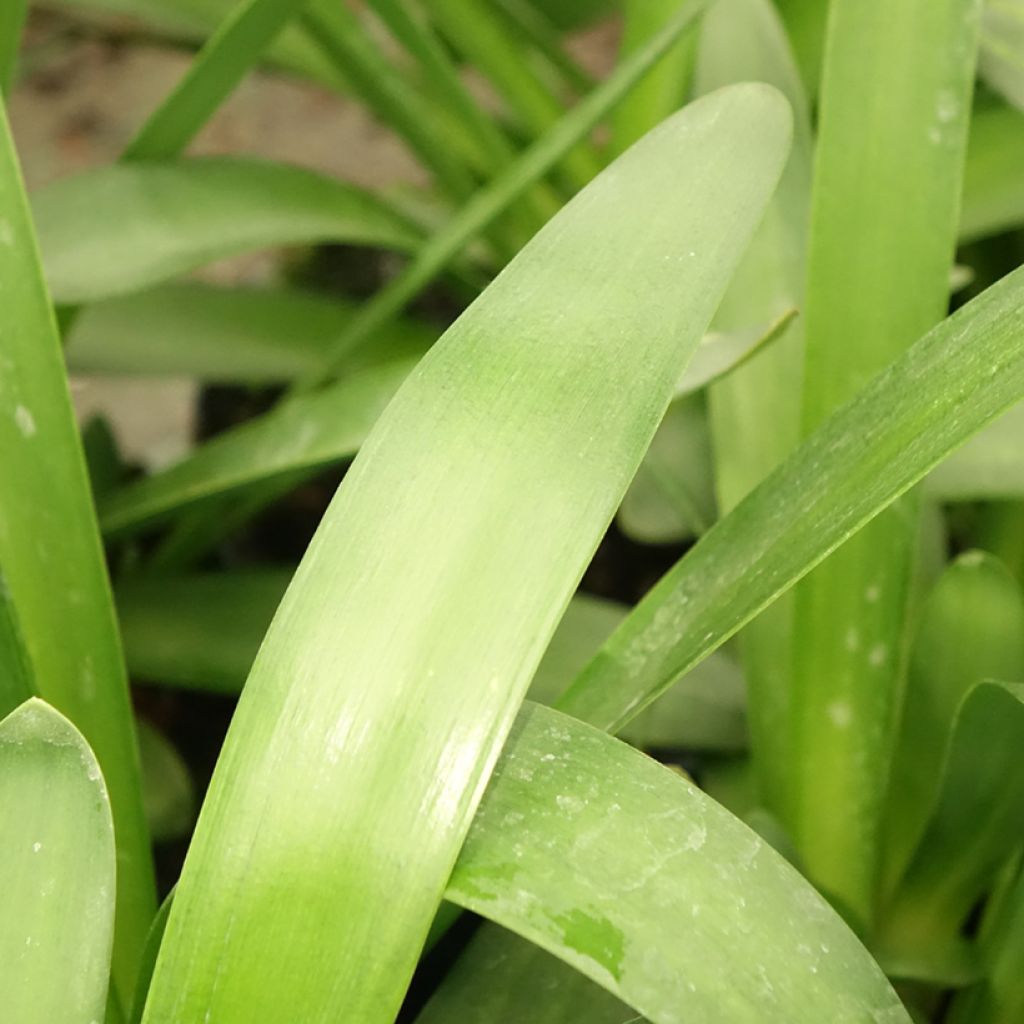 Agapanthe Sunfield