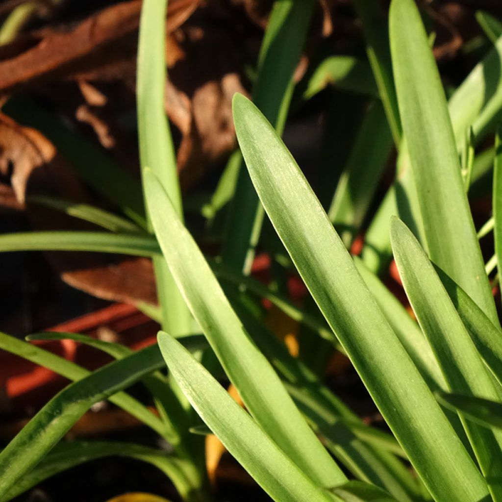 Agapanthe Tom Thumb