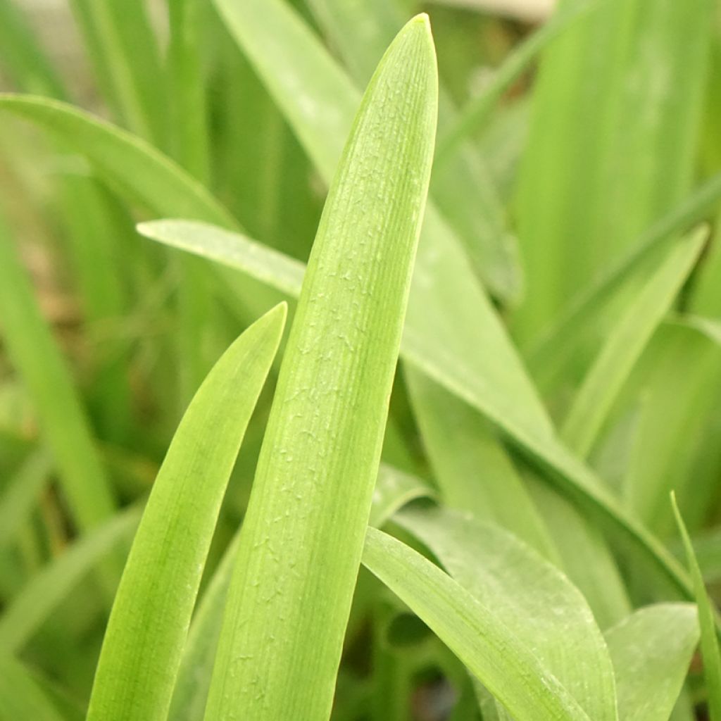 Agapanthe Vallée de la Loire