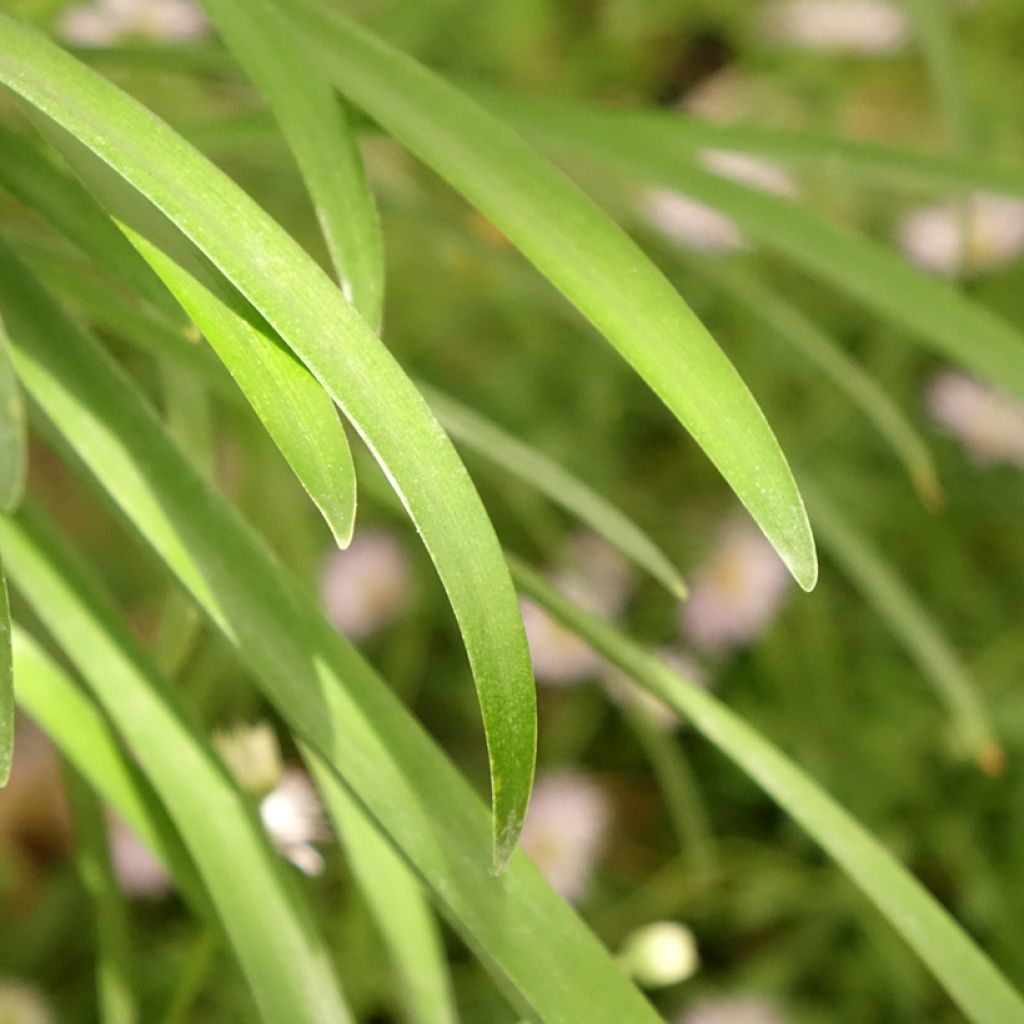 Agapanthe White Baby
