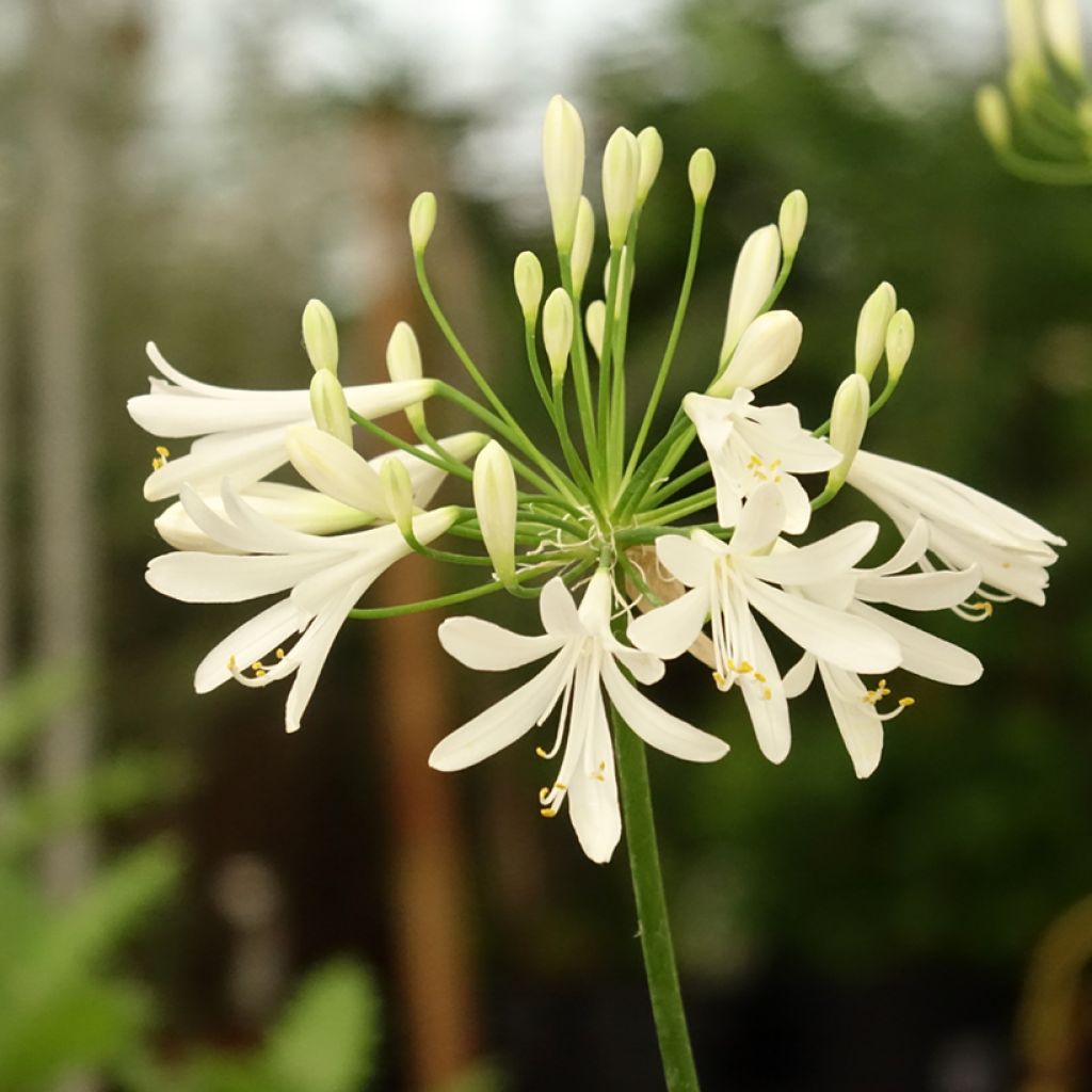 Agapanthe White Baby