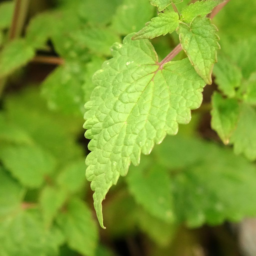 Agastache foeniculum Celestia - Hysope anisée