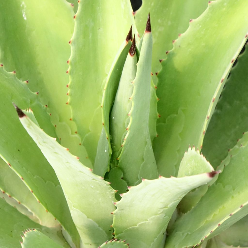 Agave desmetiana