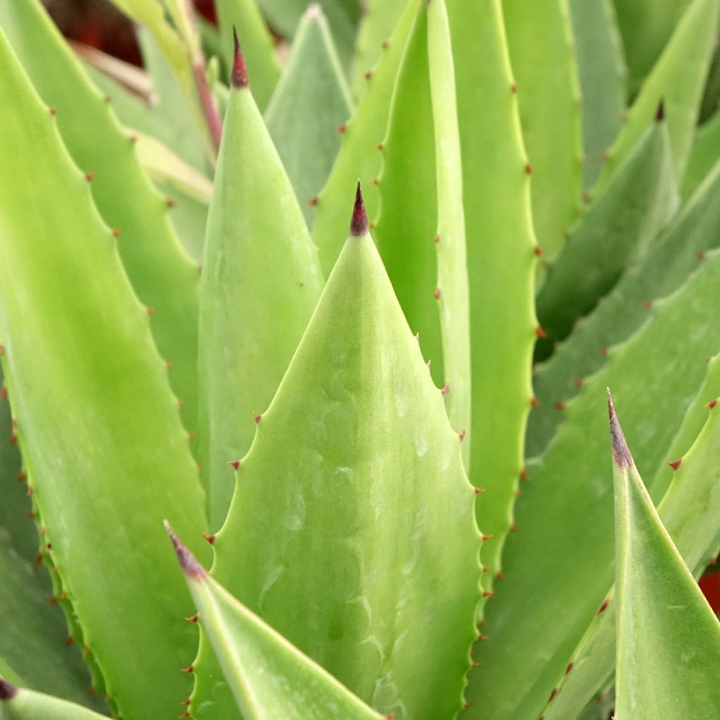 Agave fourcroydes - Henequen