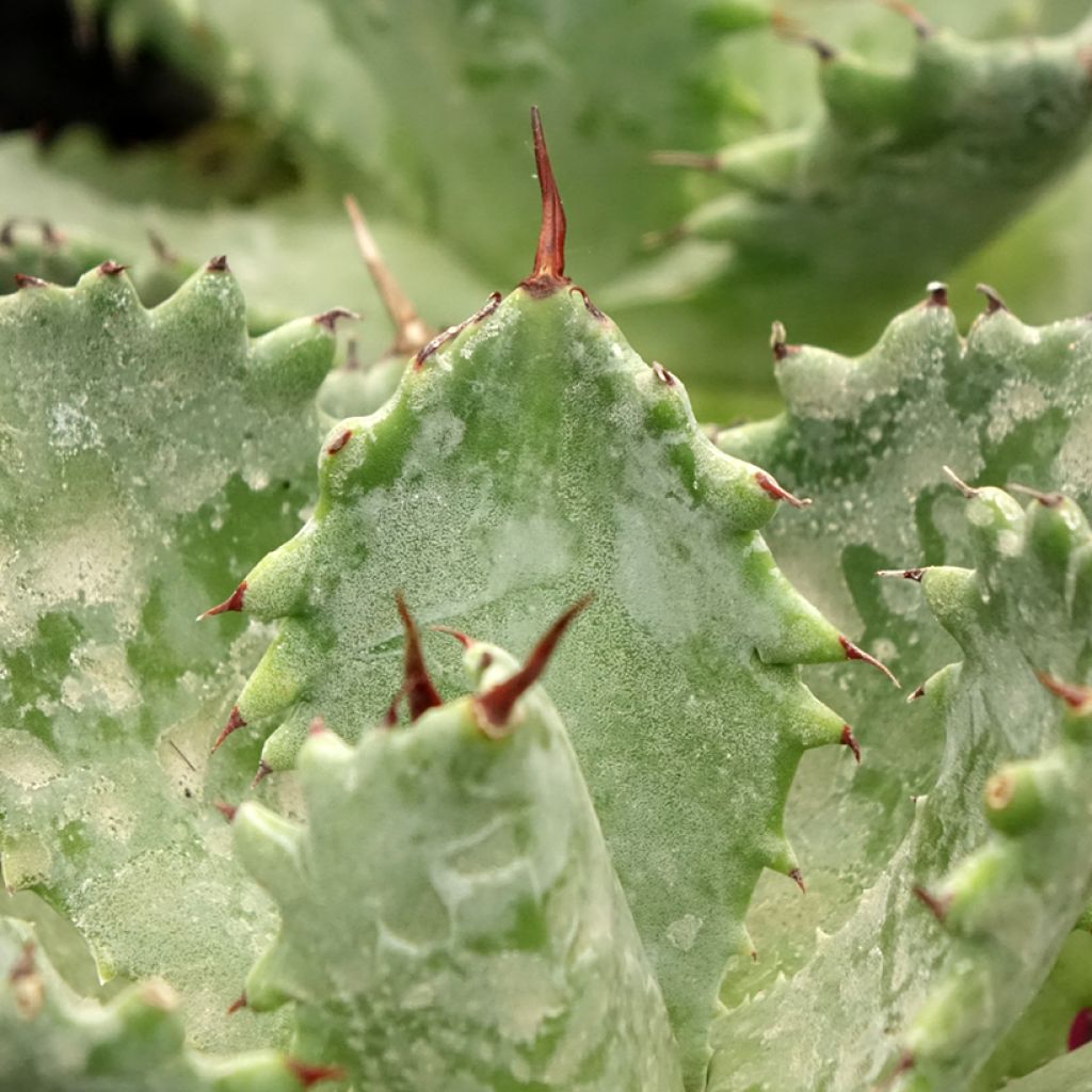 Agave isthmensis