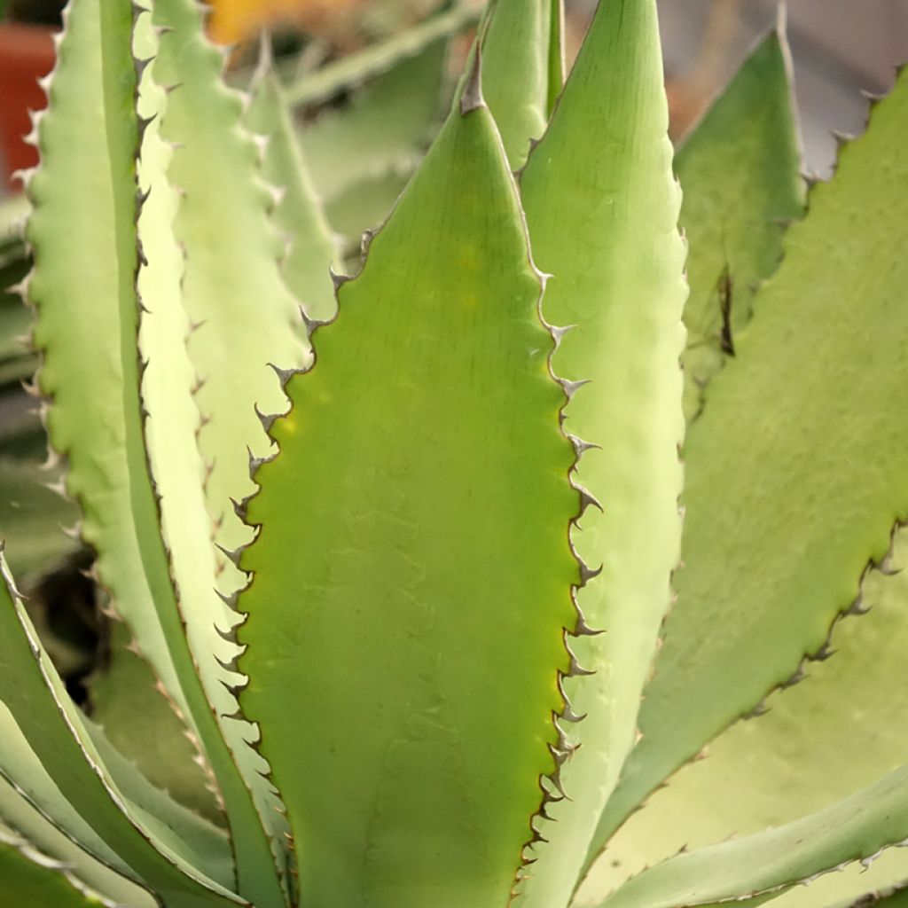 Agave lophantha Ensifera
